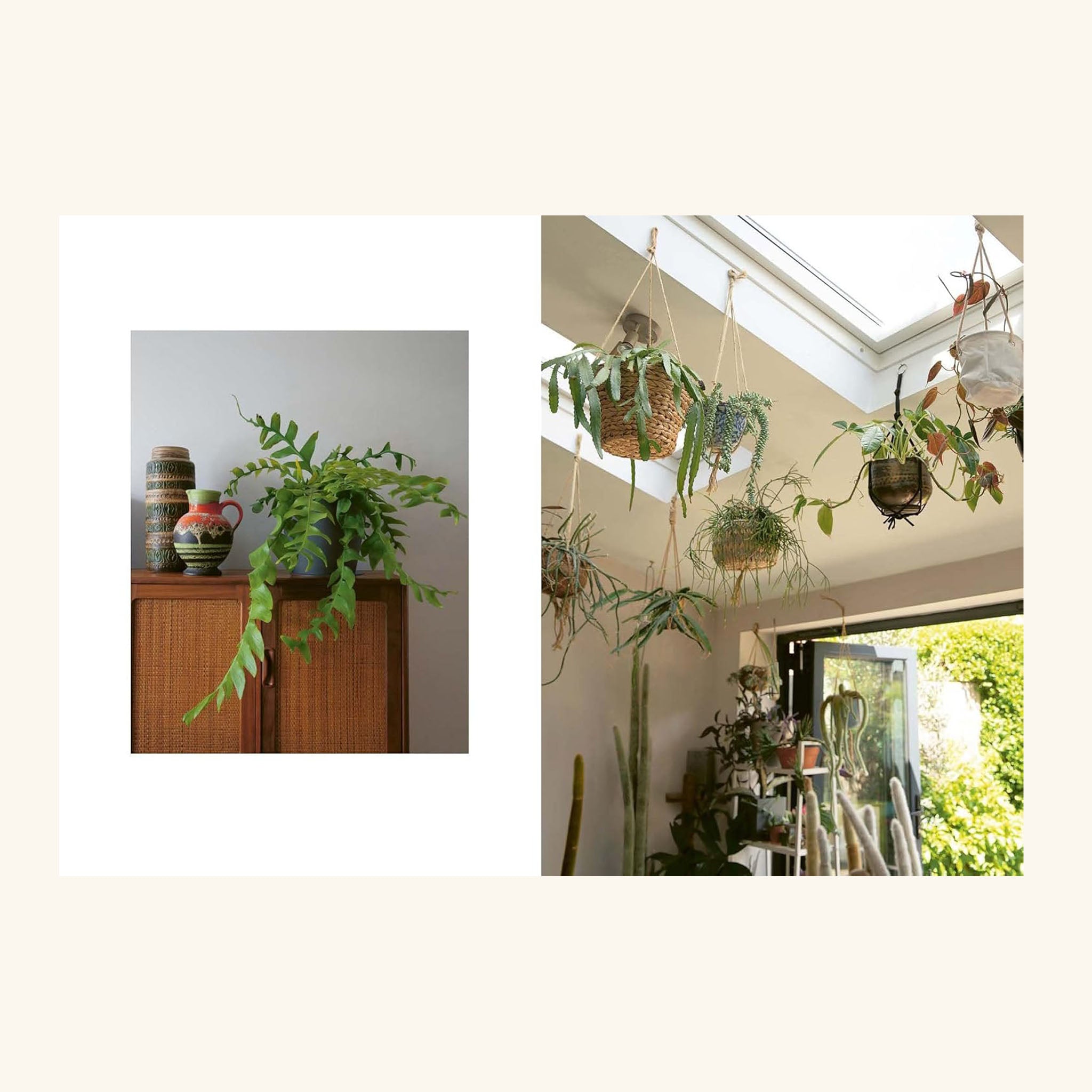 The Plant Rescuer Sarah Gerrard-Jones