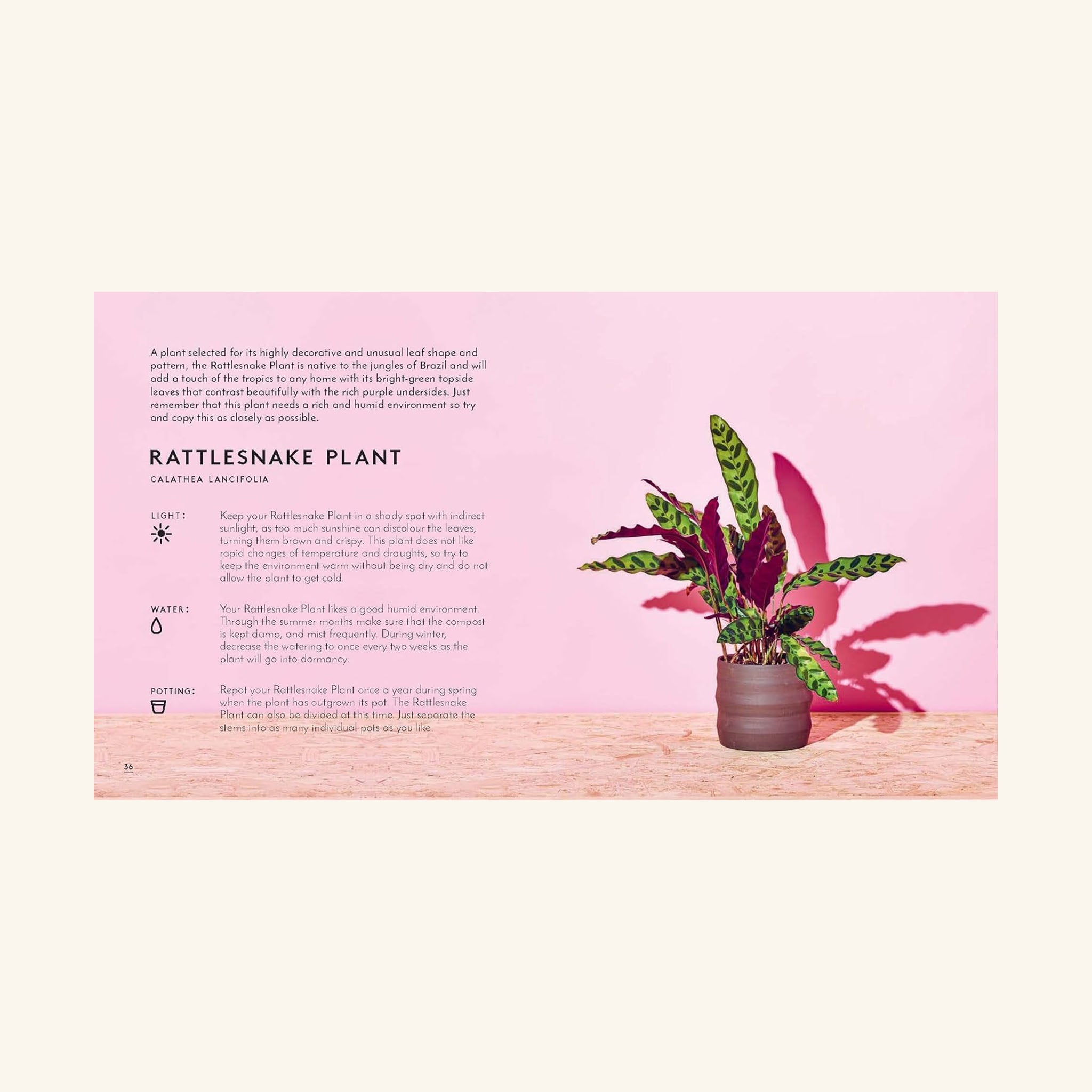 The Little Book of House Plants and Other Greenery