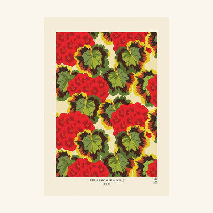 Pelargonium 2 Red Lou Taylor Design Studio